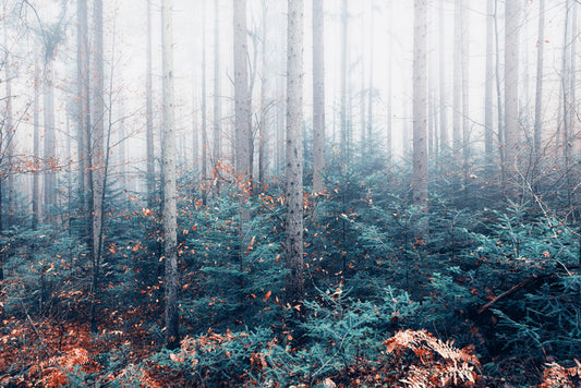 Blowing in the mist