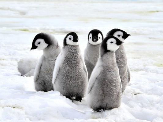 Penguin playdate