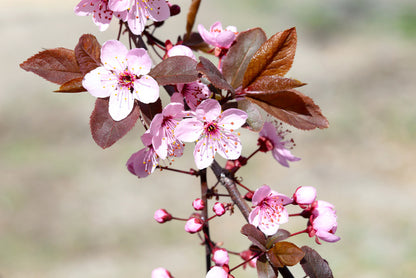 Spring