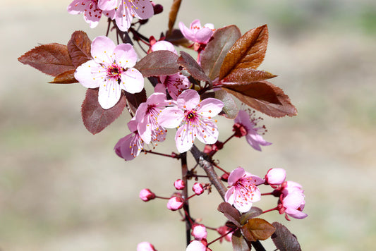 Spring