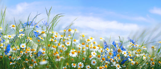 Chamomile breeze