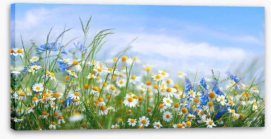 Chamomile breeze