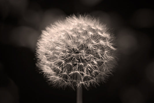 Before the breeze