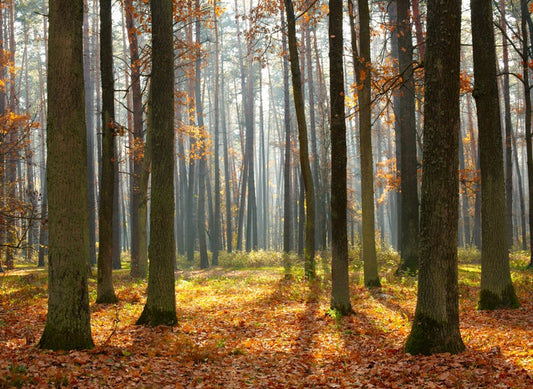 Fall forest sunshine