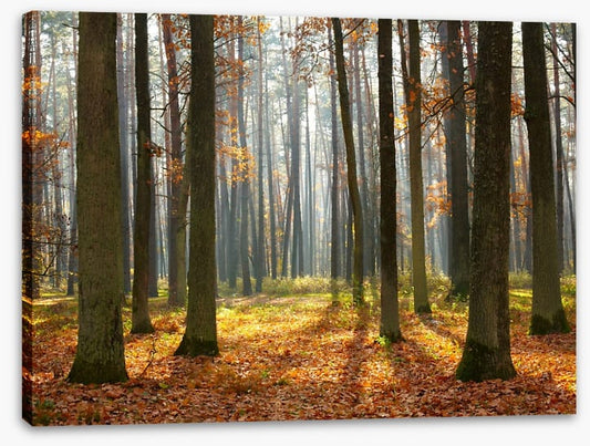Fall forest sunshine