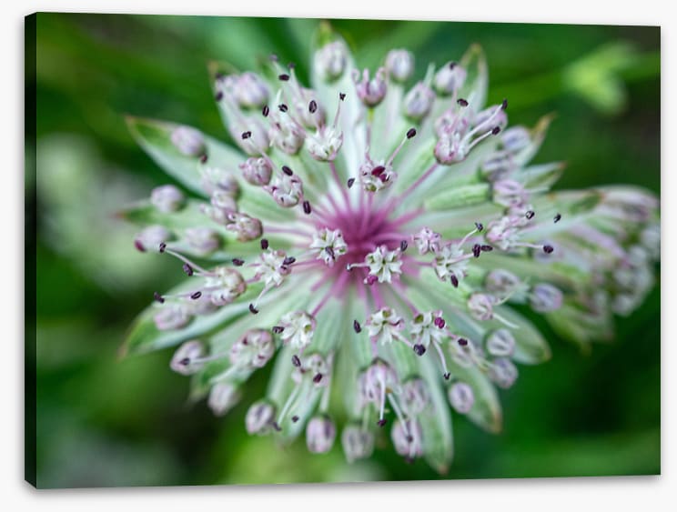 Baffling bloom 1