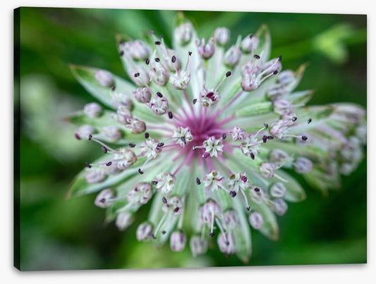 Baffling bloom 1
