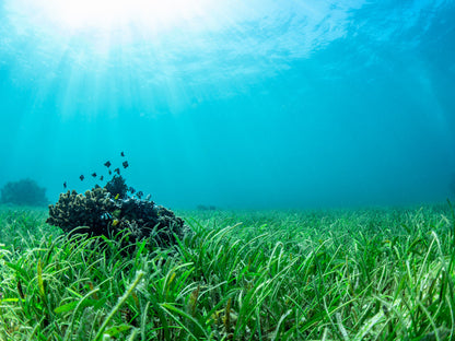 Sea grass lawn