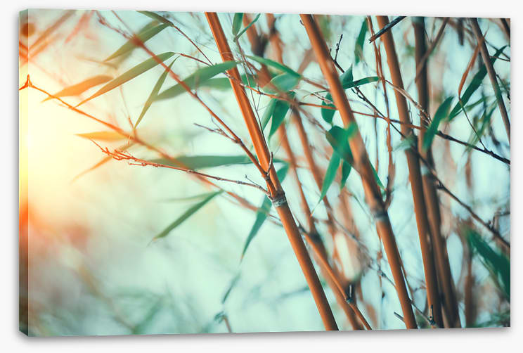 Bamboo breeze