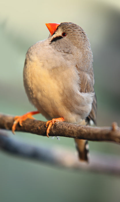 Fluffy finch
