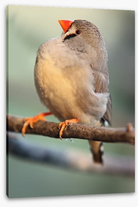 Fluffy finch