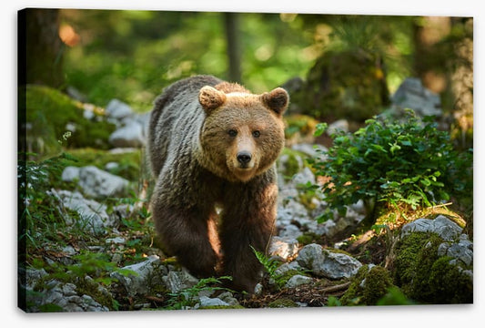Mammals