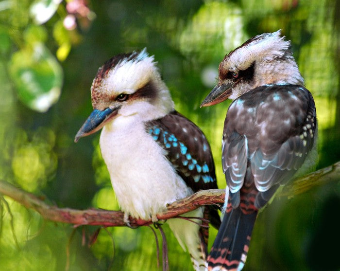 Kookaburra couple