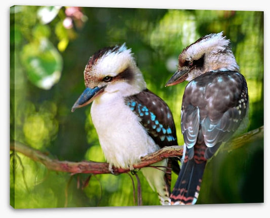 Kookaburra couple
