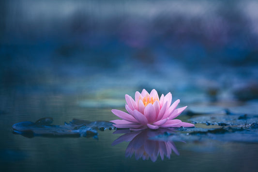 A peaceful moment