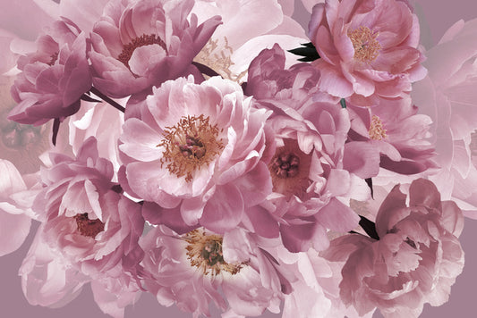 Peony pinks