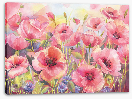 Pink poppy sunshine