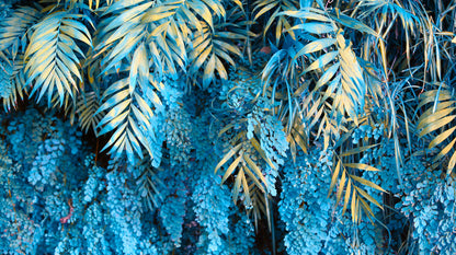 Leaves