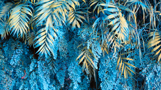 Leaves
