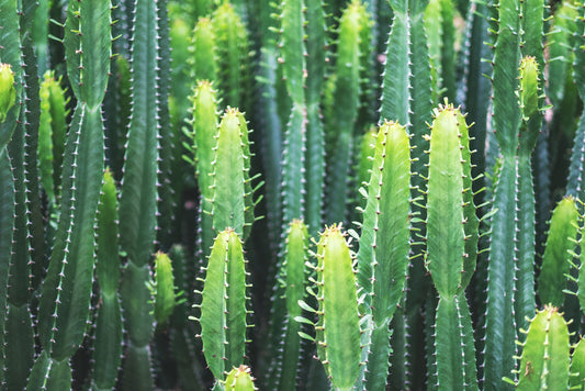 Leaves