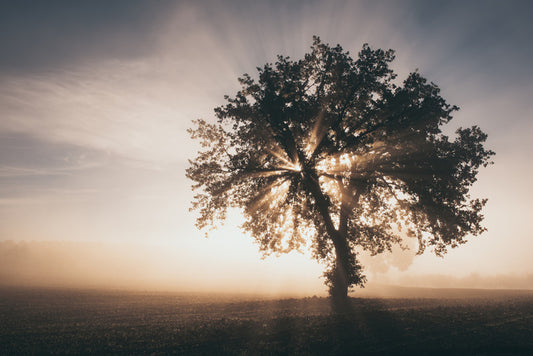 Trees