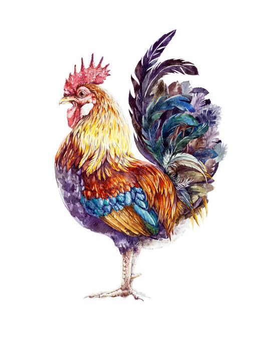 Rooster ruffles