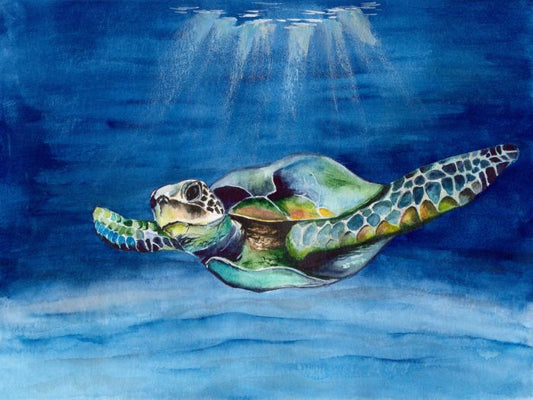 Green sea turtle