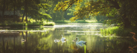 River swans panorama