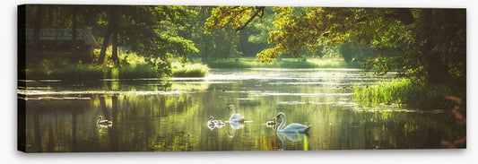 River swans panorama