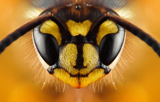 Insects