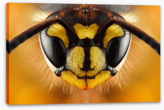 Insects