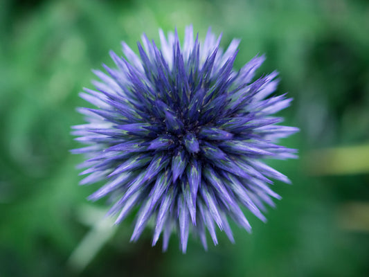 Baffling bloom 3