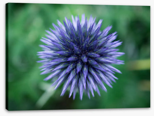 Baffling bloom 3
