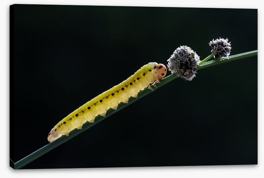 Insects
