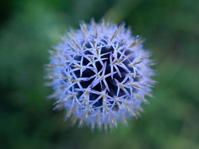Baffling bloom 2