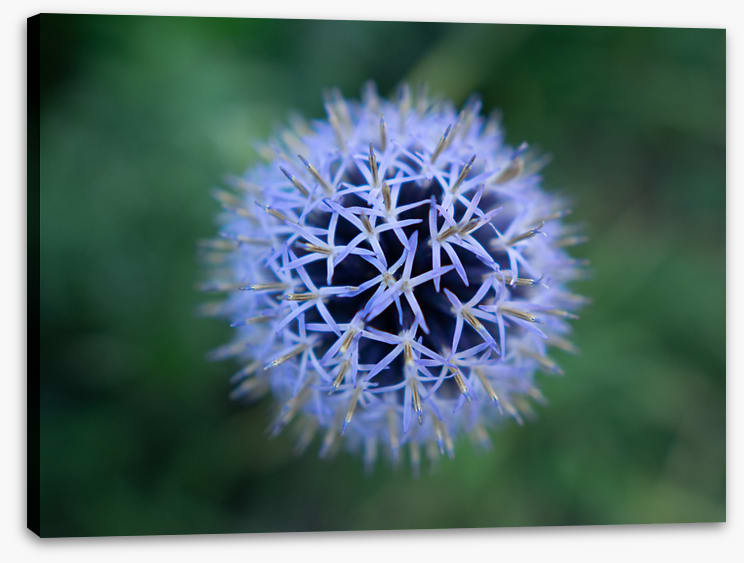 Baffling bloom 2