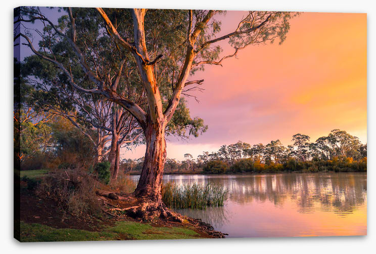River gum sunset