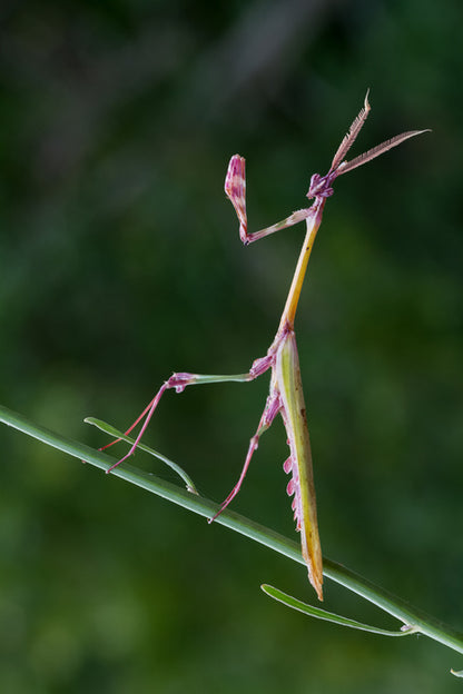 Insects