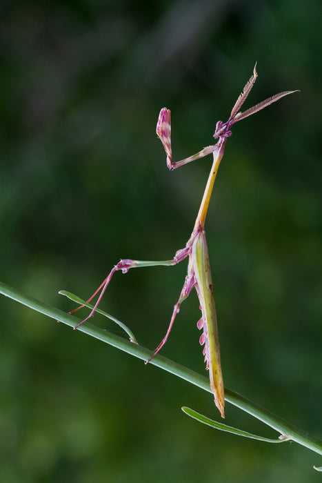 Insects