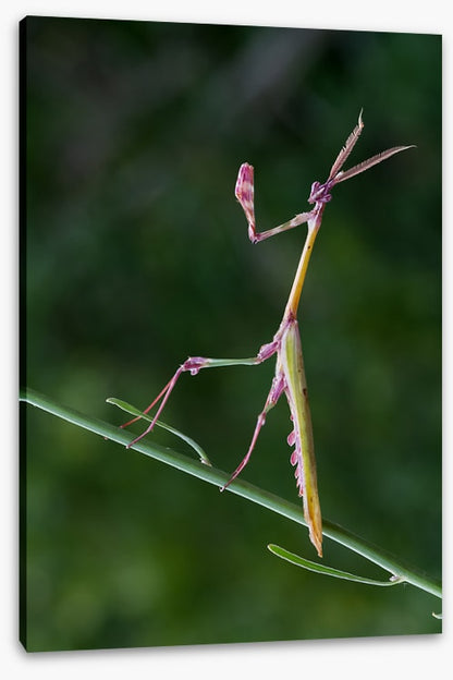 Insects