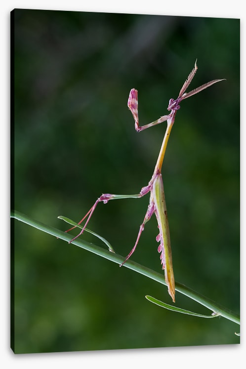 Insects