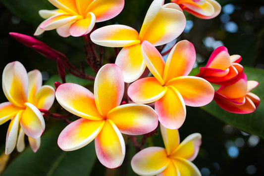 Honolulu hello