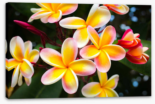 Honolulu hello