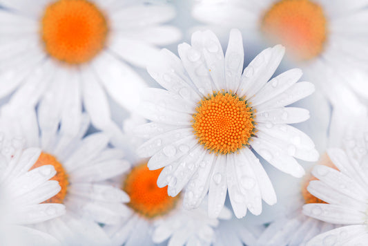 Daisy drops
