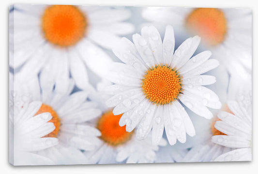 Daisy drops