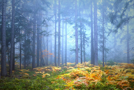 Golden fern forest