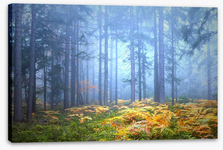 Golden fern forest