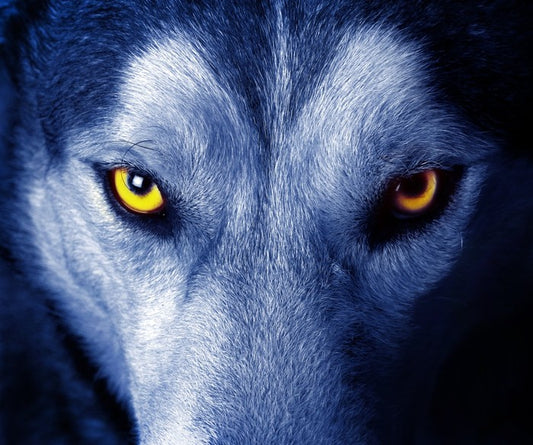 Wild wild wolf