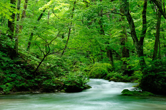 Fast forest flows