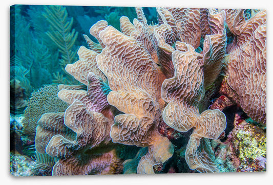 Lettuce leaf coral